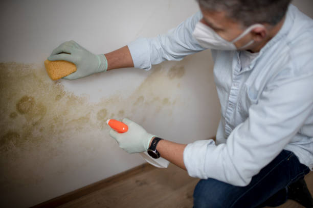 Best Attic Mold Remediation in Oakley, CA