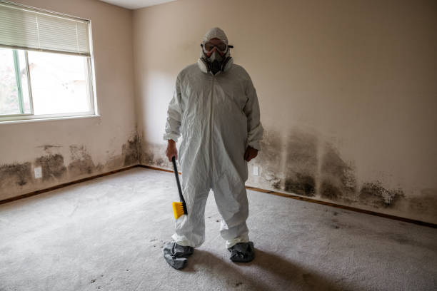 Best Basement Mold Remediation in Oakley, CA