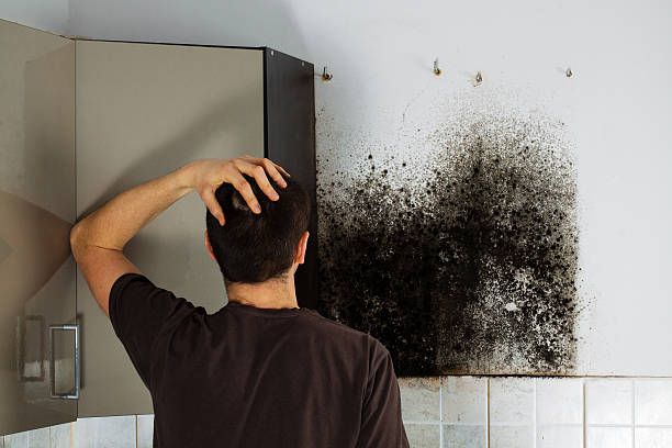 Reliable Oakley, CA Mold Remediation Solutions